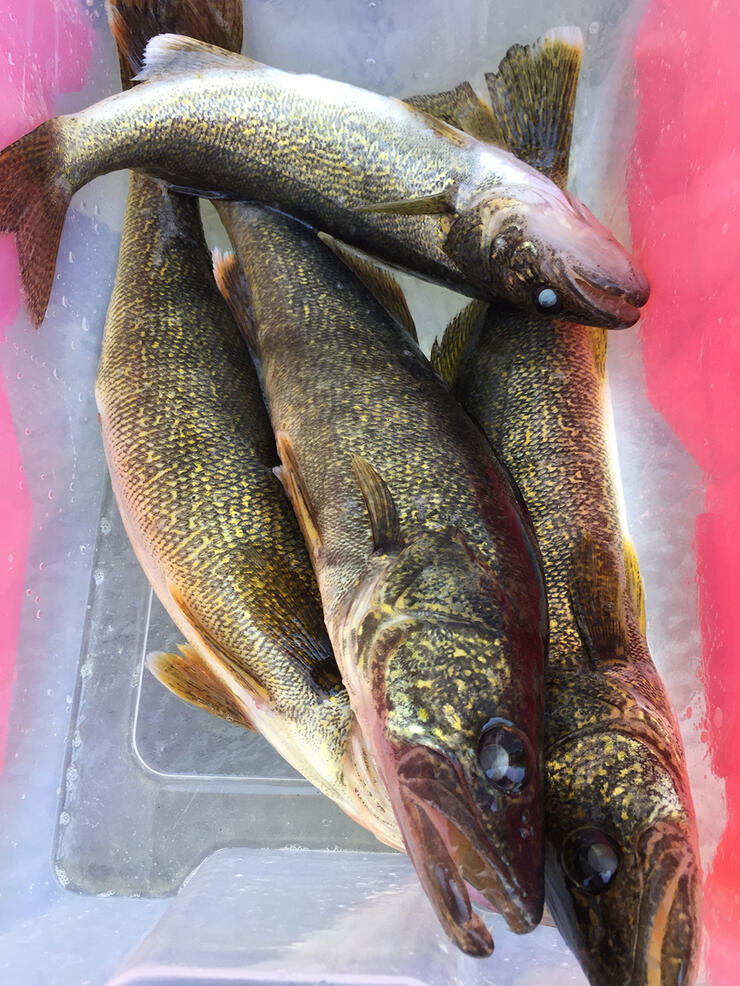 Walleye Wonderland in Algoma Country, Ontario Canada