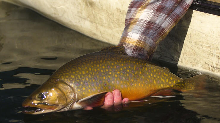 Blue Fox Camp: A Fly-in Adventure for Brook Trout