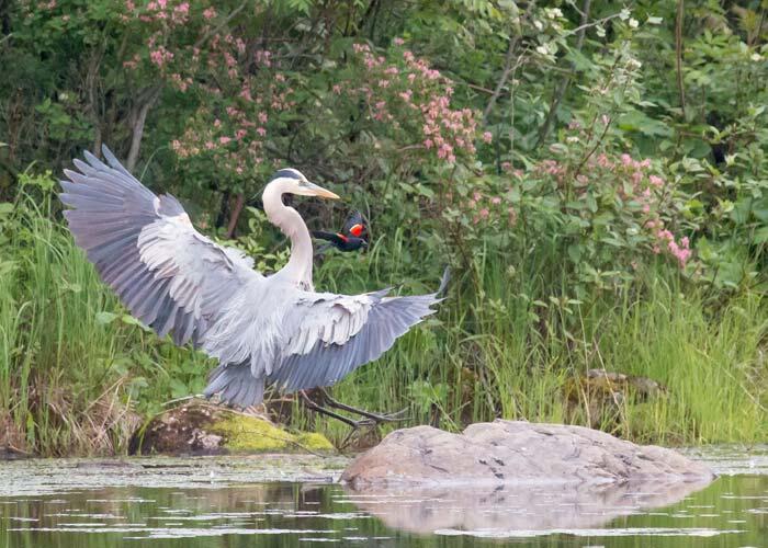 blue heron and black winged blackbird