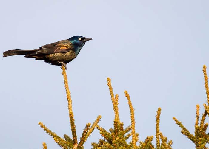 brewers blackbird