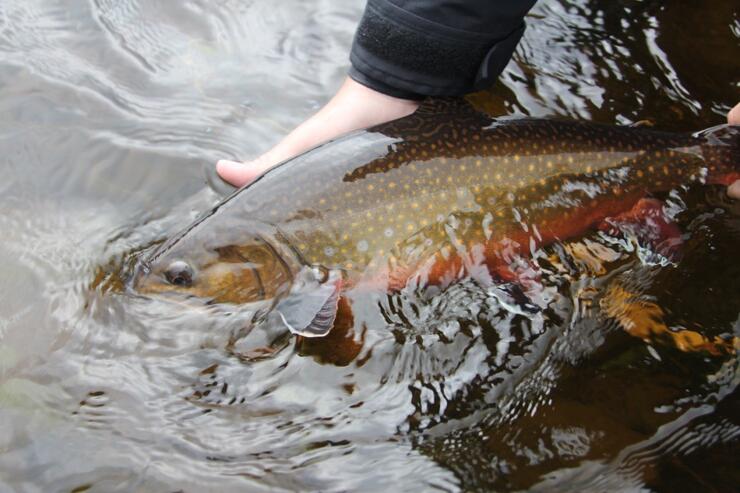 Best Ontario trout flies used by Ontario's top river guide