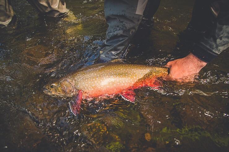 brook-trout-fishing