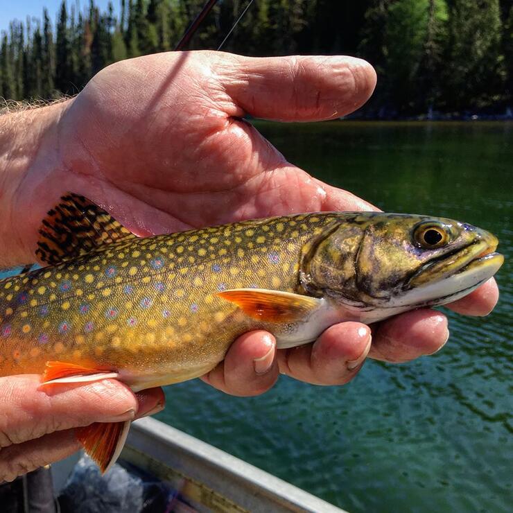 brook-trout