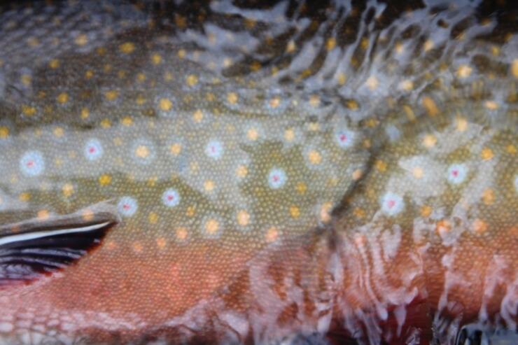 Top 5 Wet Flies for Brook Trout