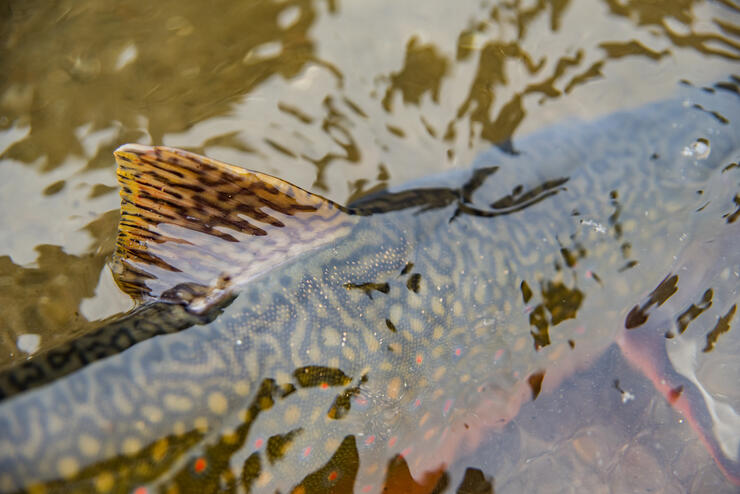 brook trout