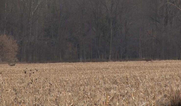 10 pt buck chasing a doe in a field