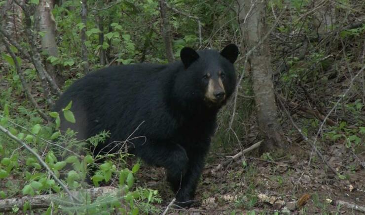 ontario black bear