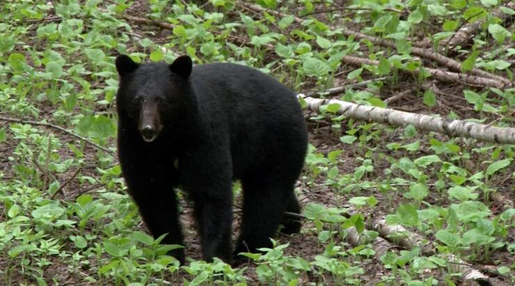 ontario black bear