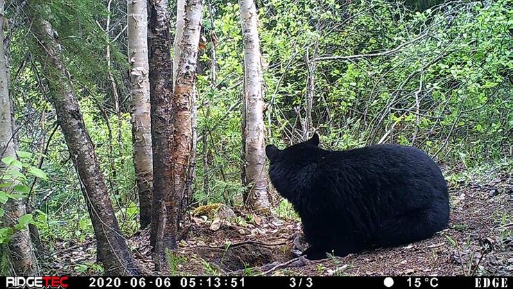 black bear day time camera