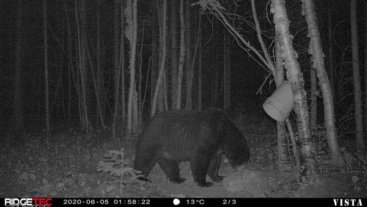 black bear on night vision camera