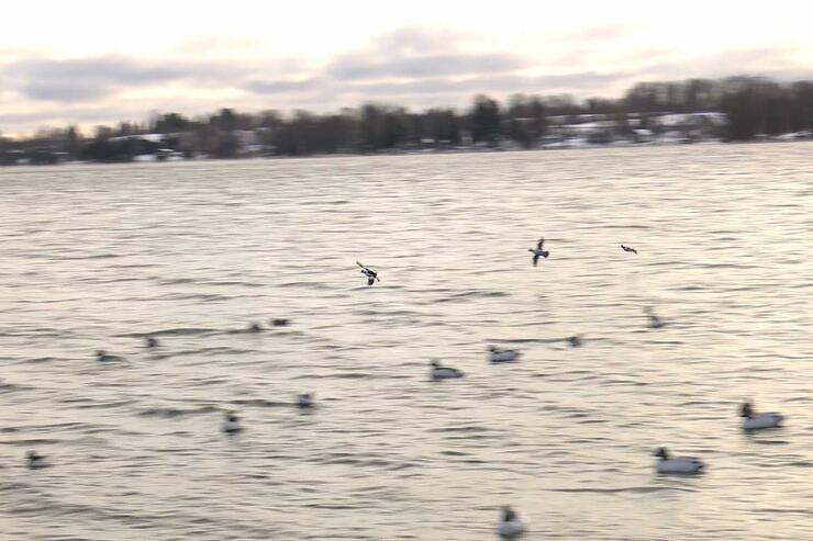 ducks on lake