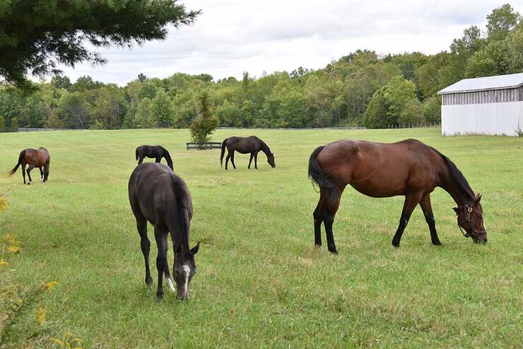 big arrow farm horses