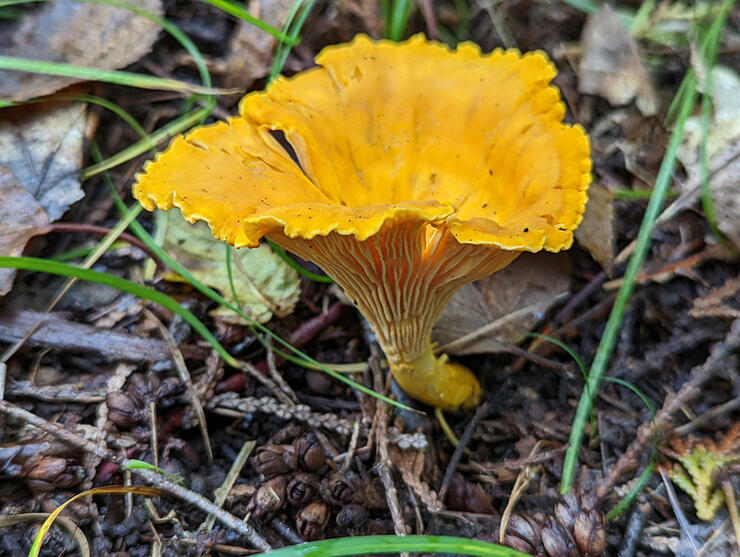 Small red chanterelle mushrooms hide in moss, fallen needles and