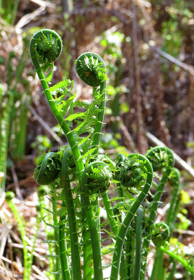 Ostrich Fern shoots (Matteuccia struthiopteris) in Oshawa