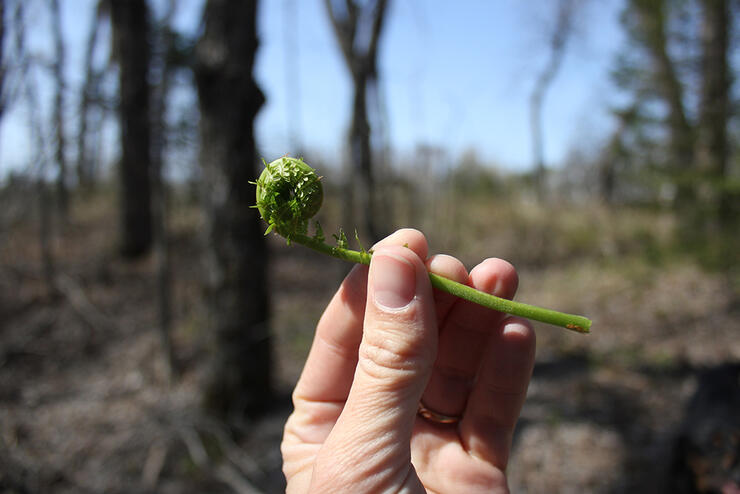 fiddleheads