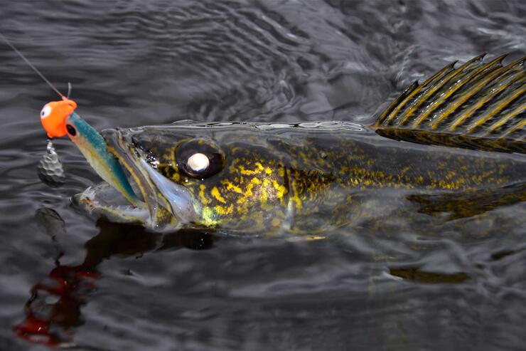 walleye on jig