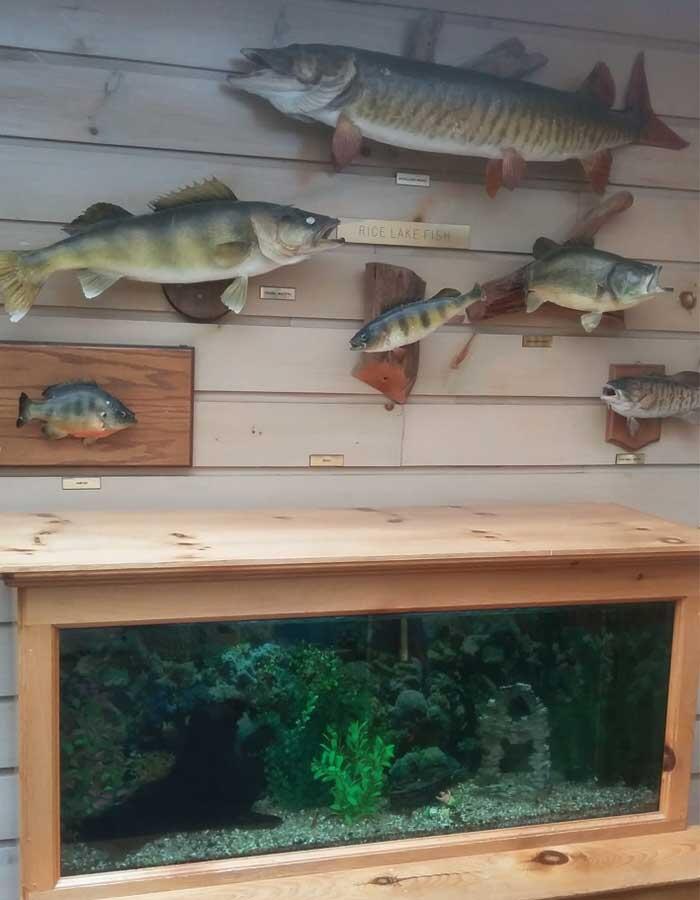 elmhirst's resorts rice lake fish species