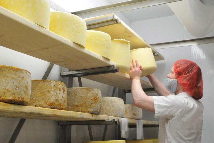 kapuskoise cheese