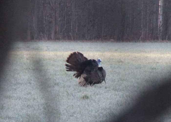 ontario turkey