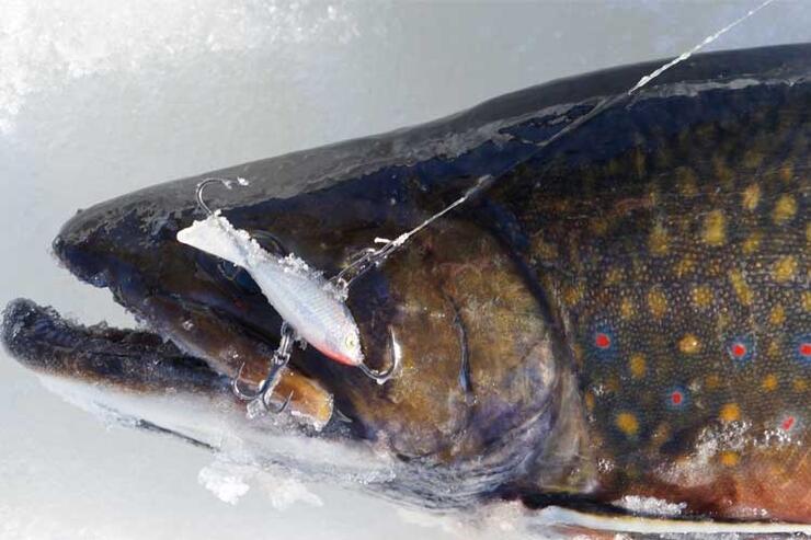 Shoreline Strategies for Stocked Winter Brook Trout