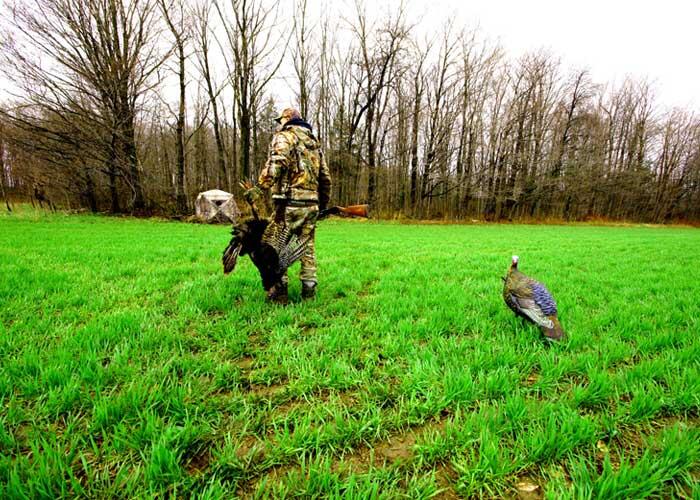 hunter with turkey and decoy