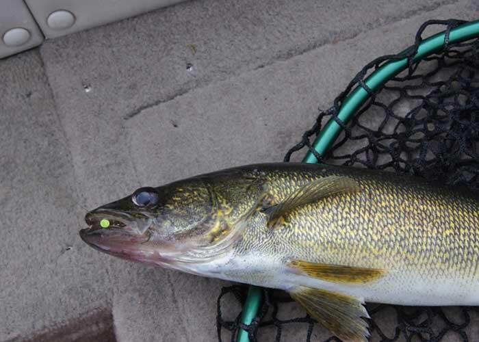 angler with walleye