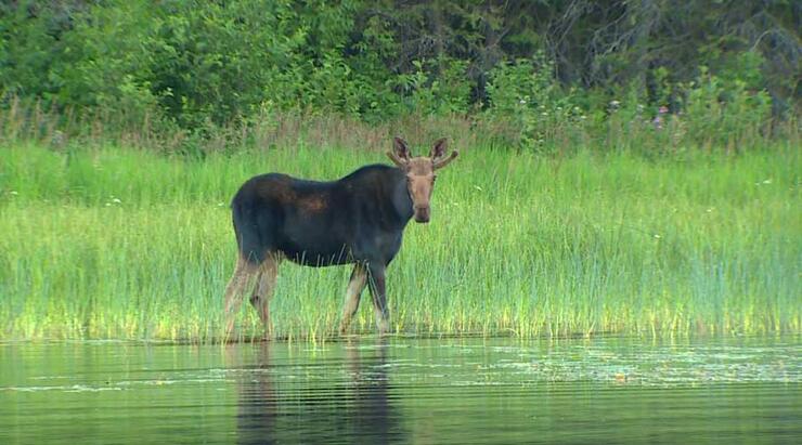 ghost river lodge moose sighting