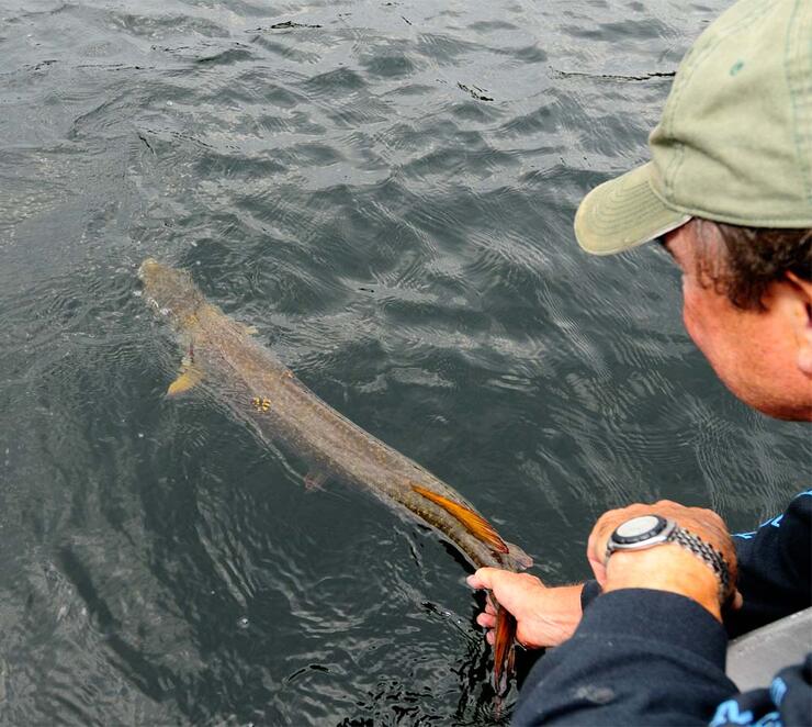 Prodigious Pike Aplenty Fall Fishing In Northern Ontario Northern   Gordpyzer Northernpike Releaes  