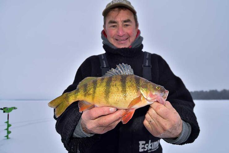 ice angler with yellow perch