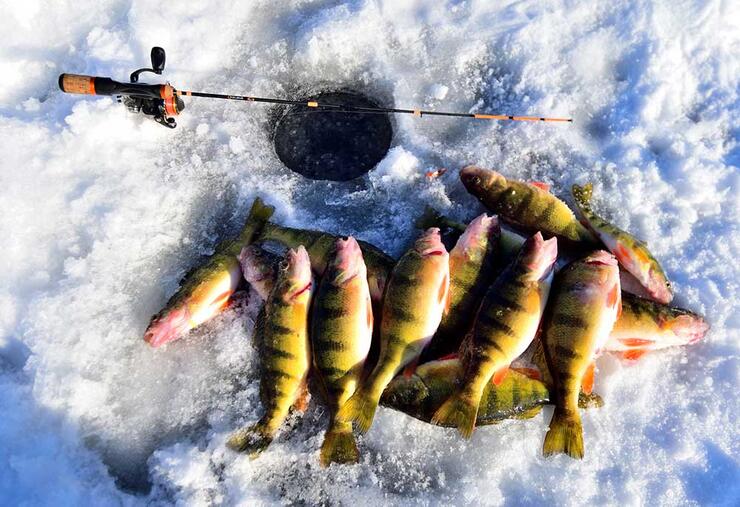 ontario yellow perch ice fishing