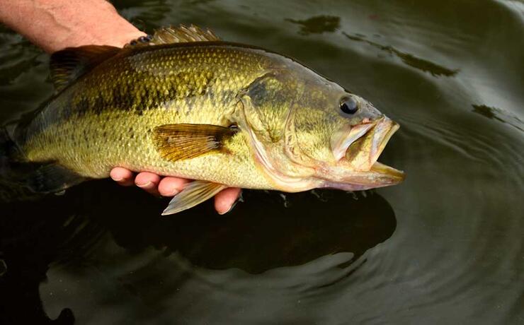 ontario largemouth bass