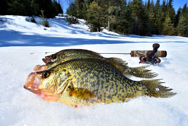 black crappie resting on ice