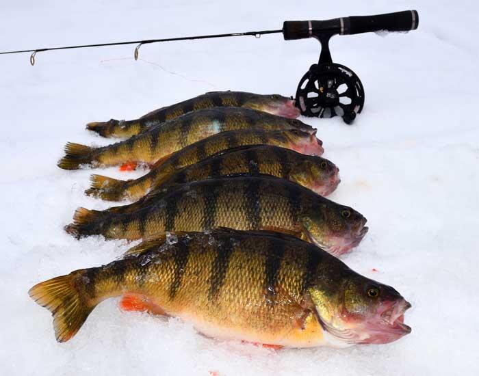 yellow perch on ice