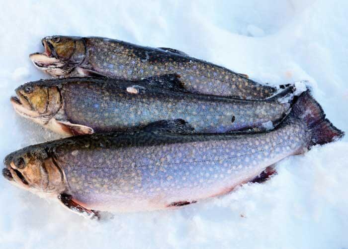 trout caught ice fishing