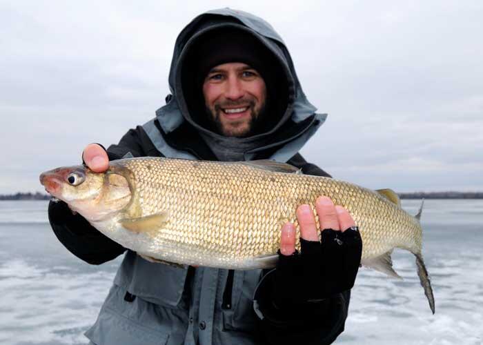 ice angler holding ontario whitefish