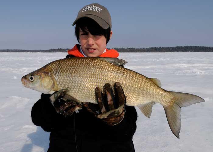 young ice angler holding whitefish