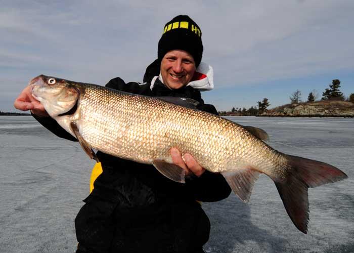 ice angler holding ontario whitefish