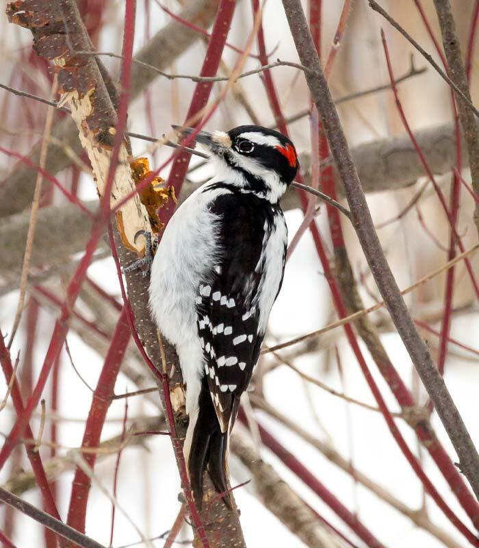 hairy woodpecker