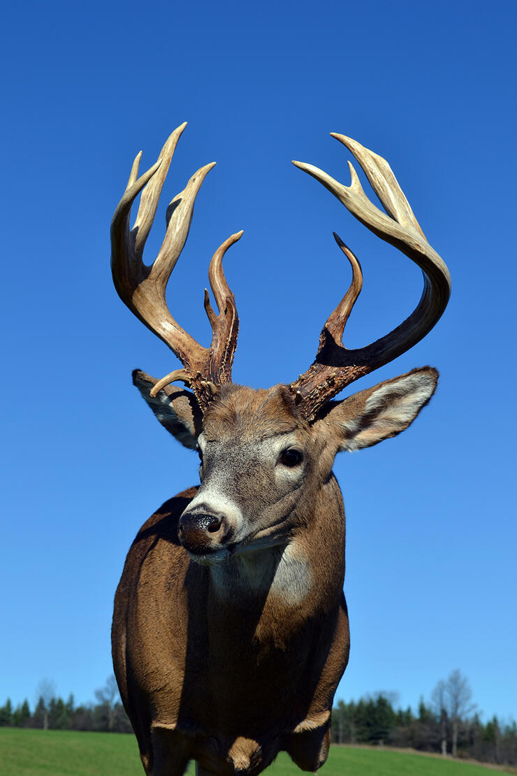deer-hunt-3