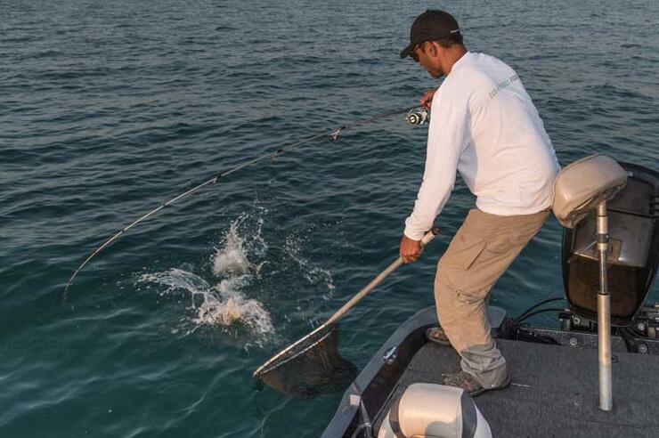 netting fish