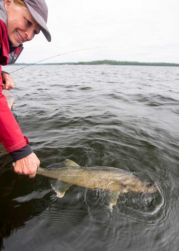 woman angler releasing walleye