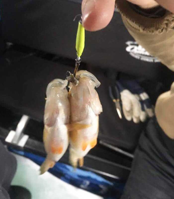 perch bait