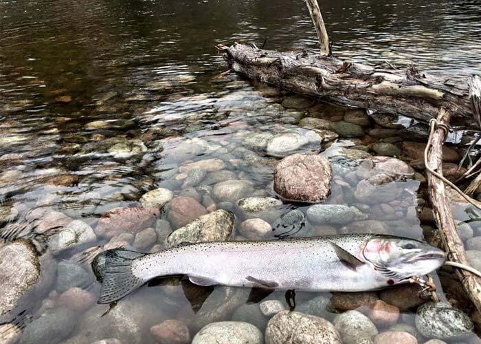 steelhead in stream