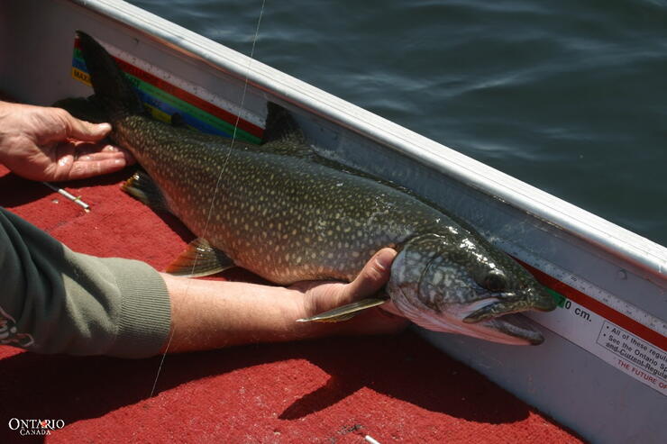 Treble Hook Fishing -  Canada