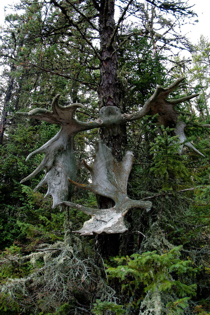 antlers on a tree