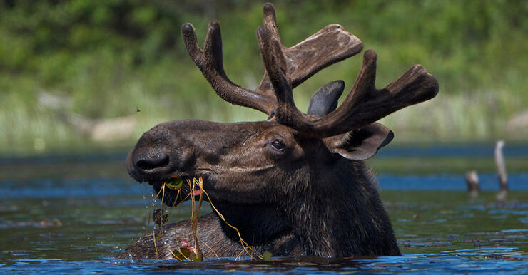 Bull moose with antlers eating lily pads while swimming in lake 