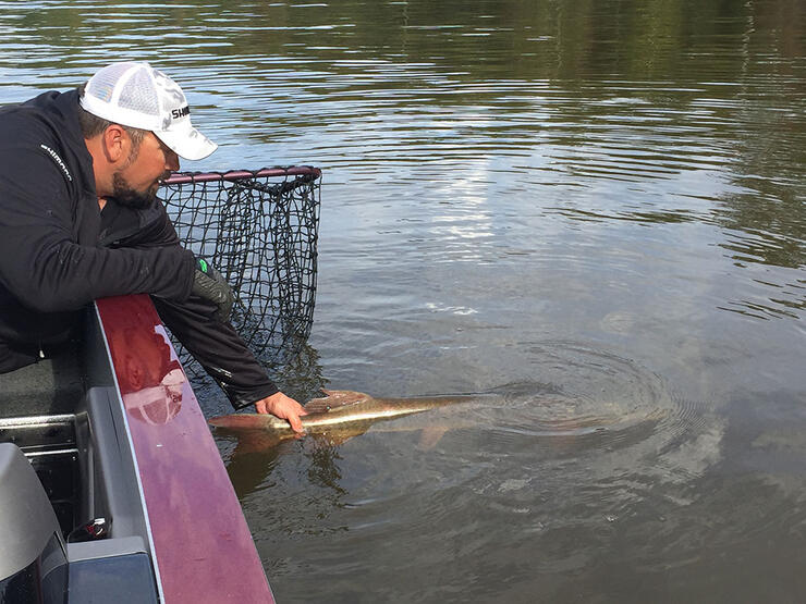 angler fishing musky release