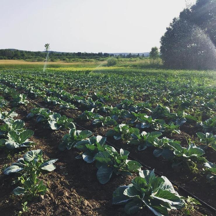 neal's country market field