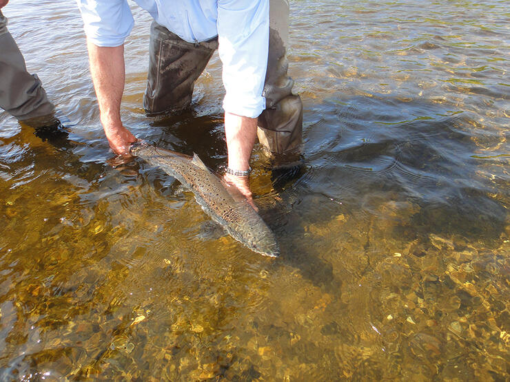 Steelhead and Salmon of Northern Ontario