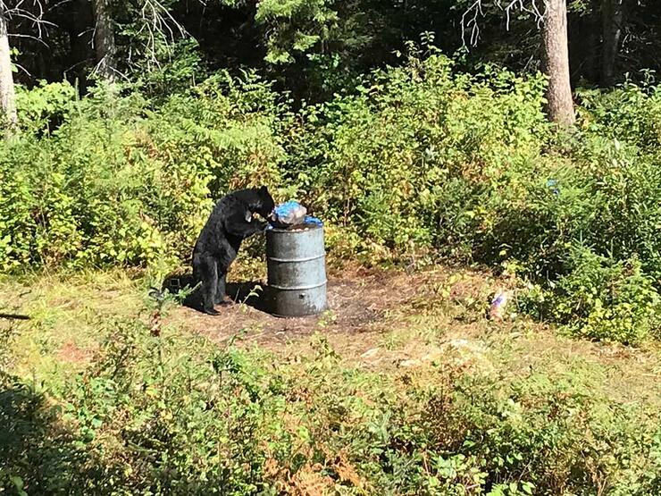 whitefish lodge bear on site